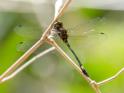 Brechmorhoga vivax (Vivacious Clubskimmer).jpg